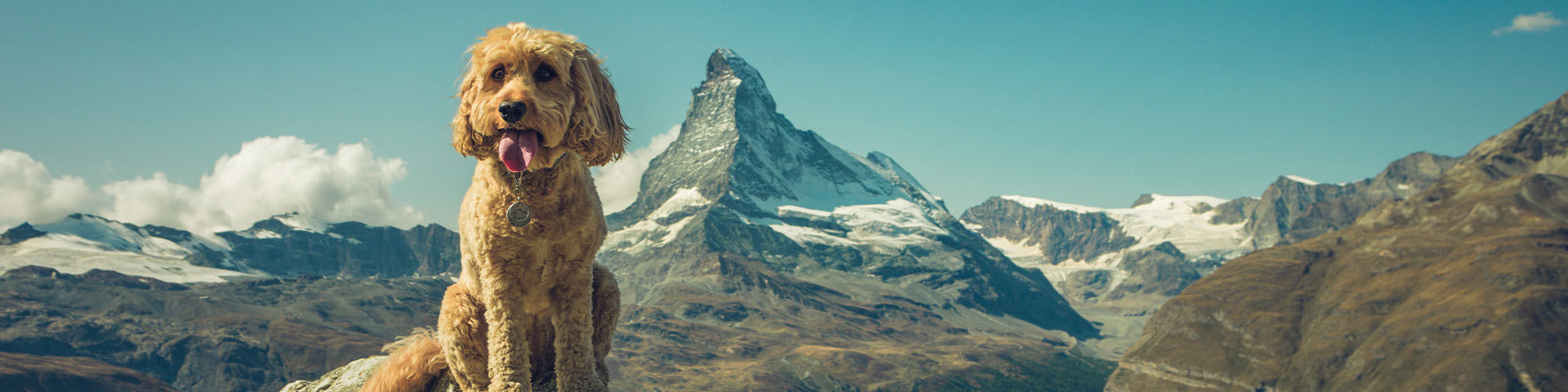 Switzerland Road Trip With A Dog Eurotunnel LeShuttle™